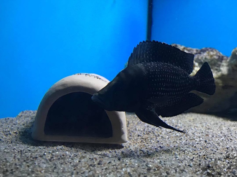 Altolamprologus calvus 'Lupota' (Black)